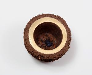 חיפושית scarab